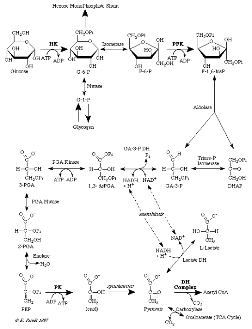 Aerobic Cellular Respiration - Glycolysis