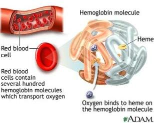 haemoglobin binding, hemoglobin oxygen binding
