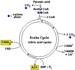 Aerobic Cellular Respiration - Glycolysis