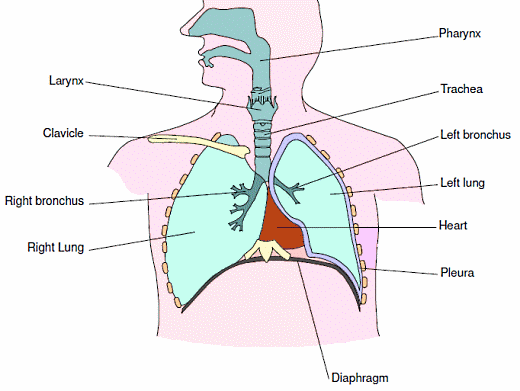 diagram of organs