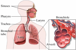 respiratory system diagram, lung respiration