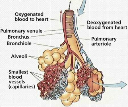 Respiratory System Diagram Of Alveoli