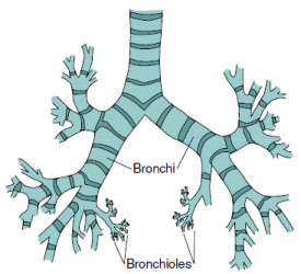 Respiratory System Diagram Of Bronchi and Bronchioles