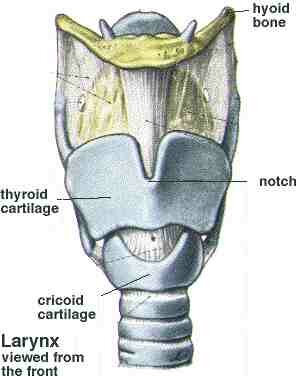 Respiratory System Diagram Of Larynx
