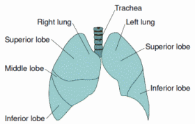 Respiratory System Diagram Of Lungs
