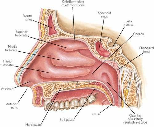 Respiratory System Diagram Of Nasal Cavity, Diagram Of Nasal Passages