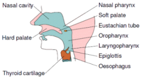 Respiratory System Diagram Of Pharynx