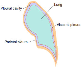 Respiratory System Diagram Of Pleurae
