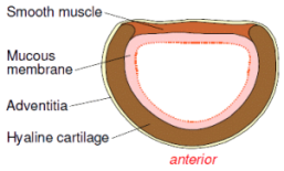 Respiratory System Diagram Of Trachea