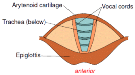 Respiratory System Diagram Of Vocal Cords